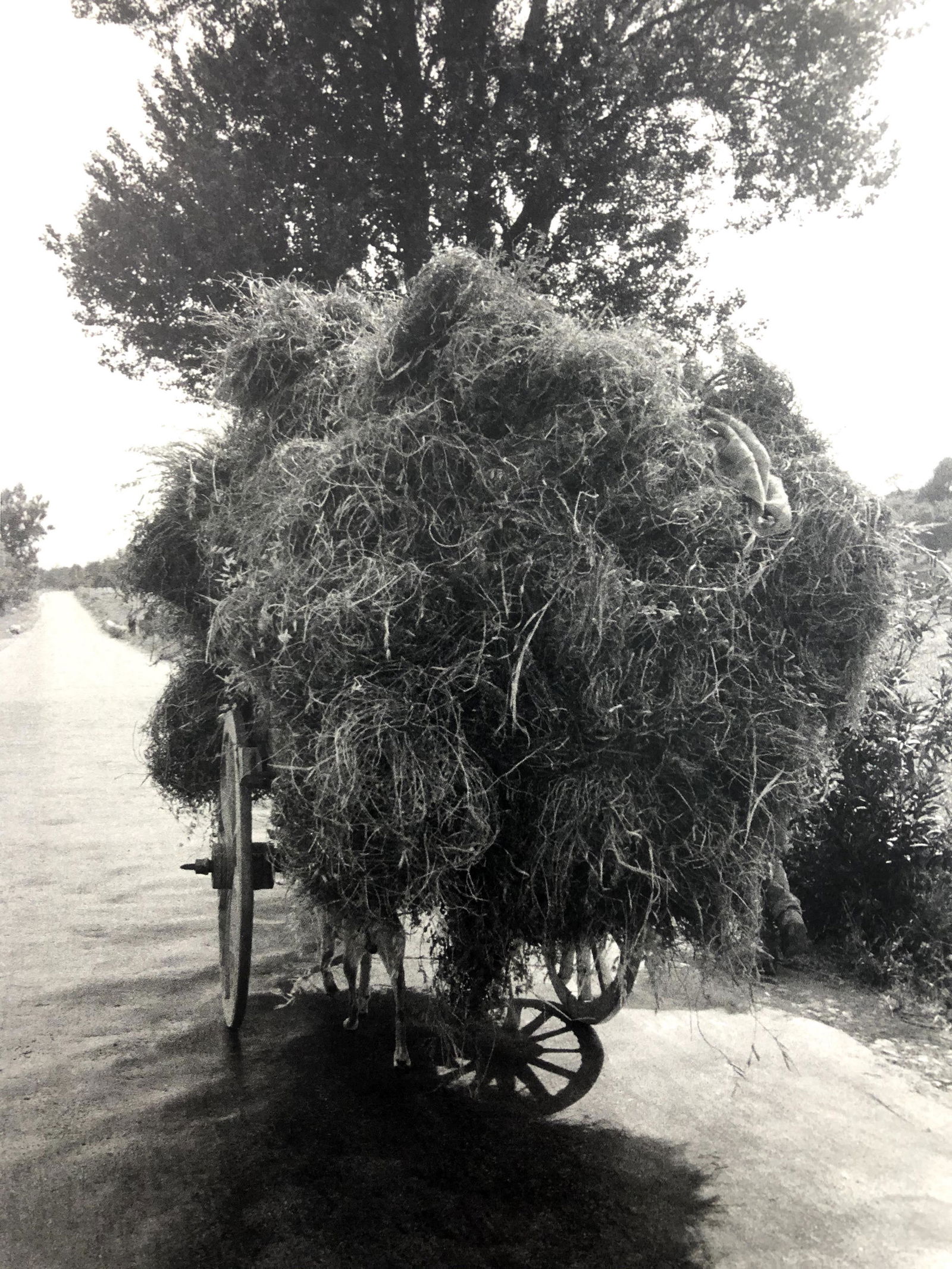 Bruce Davidsons - Sicily, Photo-Litho: BRUCE DAVIDSON - (B. 1946) Sicily Photo-Litho Printed circa later third quarter 20th century 9 1/8" x 6 1/8" (Image Size)