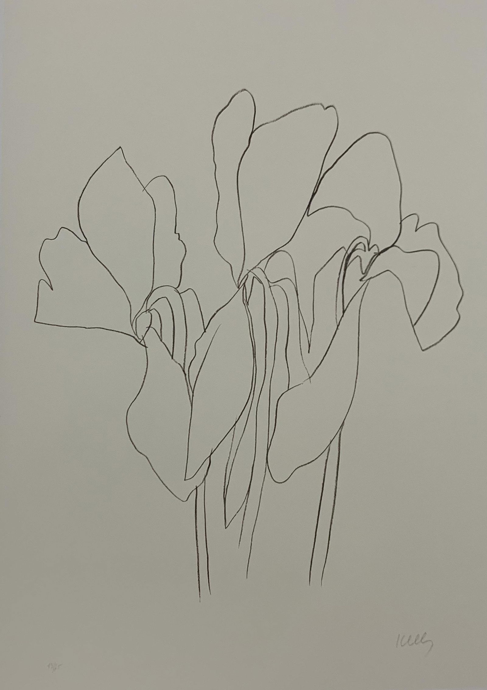 Ellsworth Kelly - Cyclamen, Colored Offset-lithograph (1 of 1)