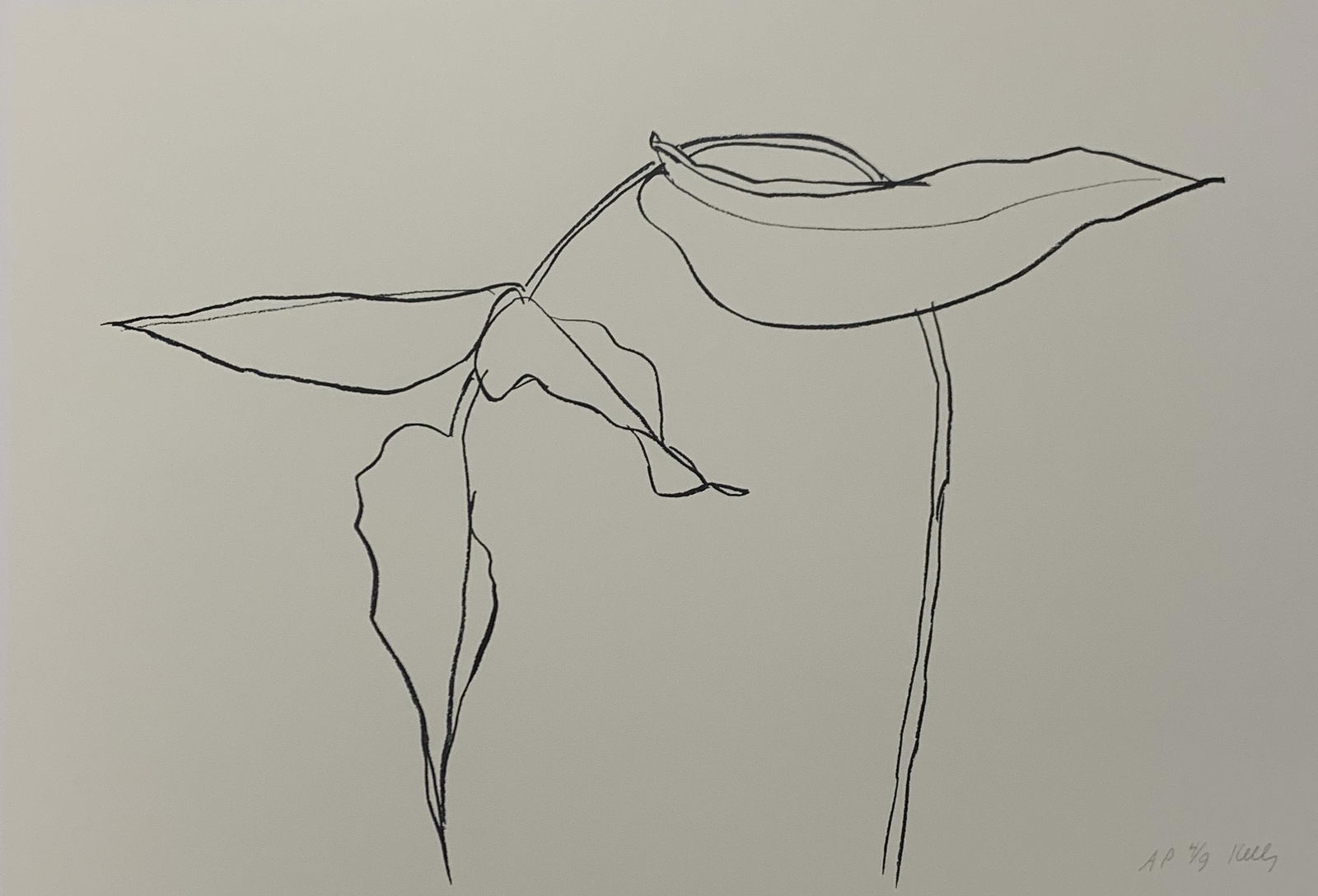 Ellsworth Kelly - Philodendron II, Offset-lithograph (1 of 1)