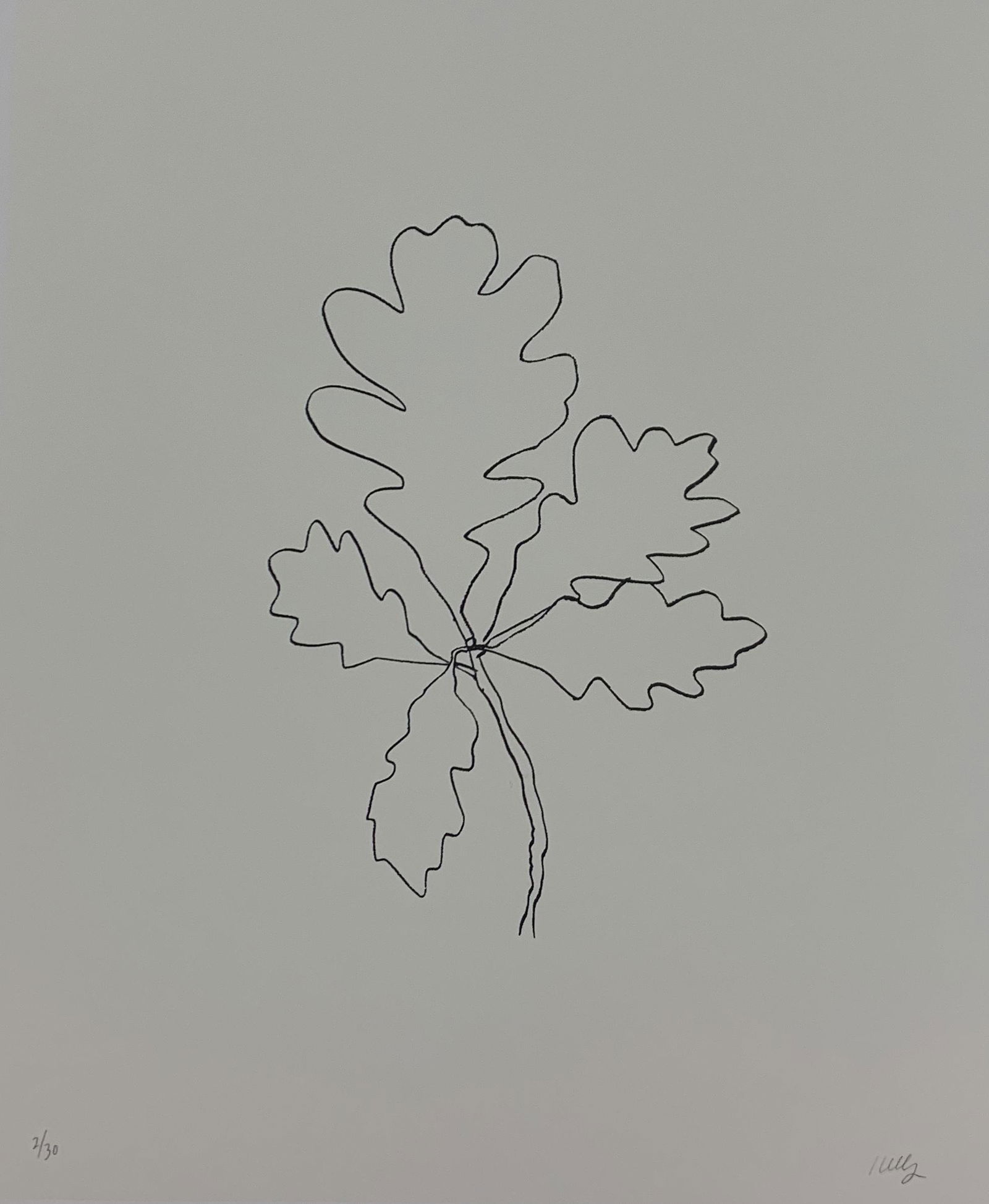 Ellsworth Kelly - Oak IV, Colored Offset-lithograph (1 of 1)