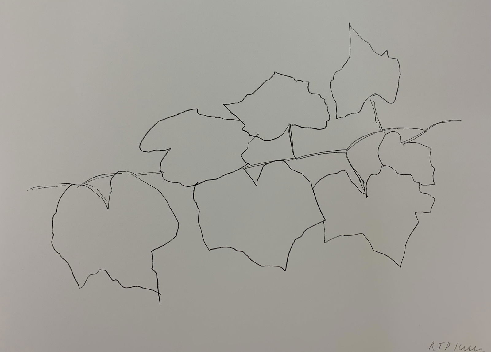 Ellsworth Kelly - Wild Grape Leaves, Offset-lithograph (1 of 1)