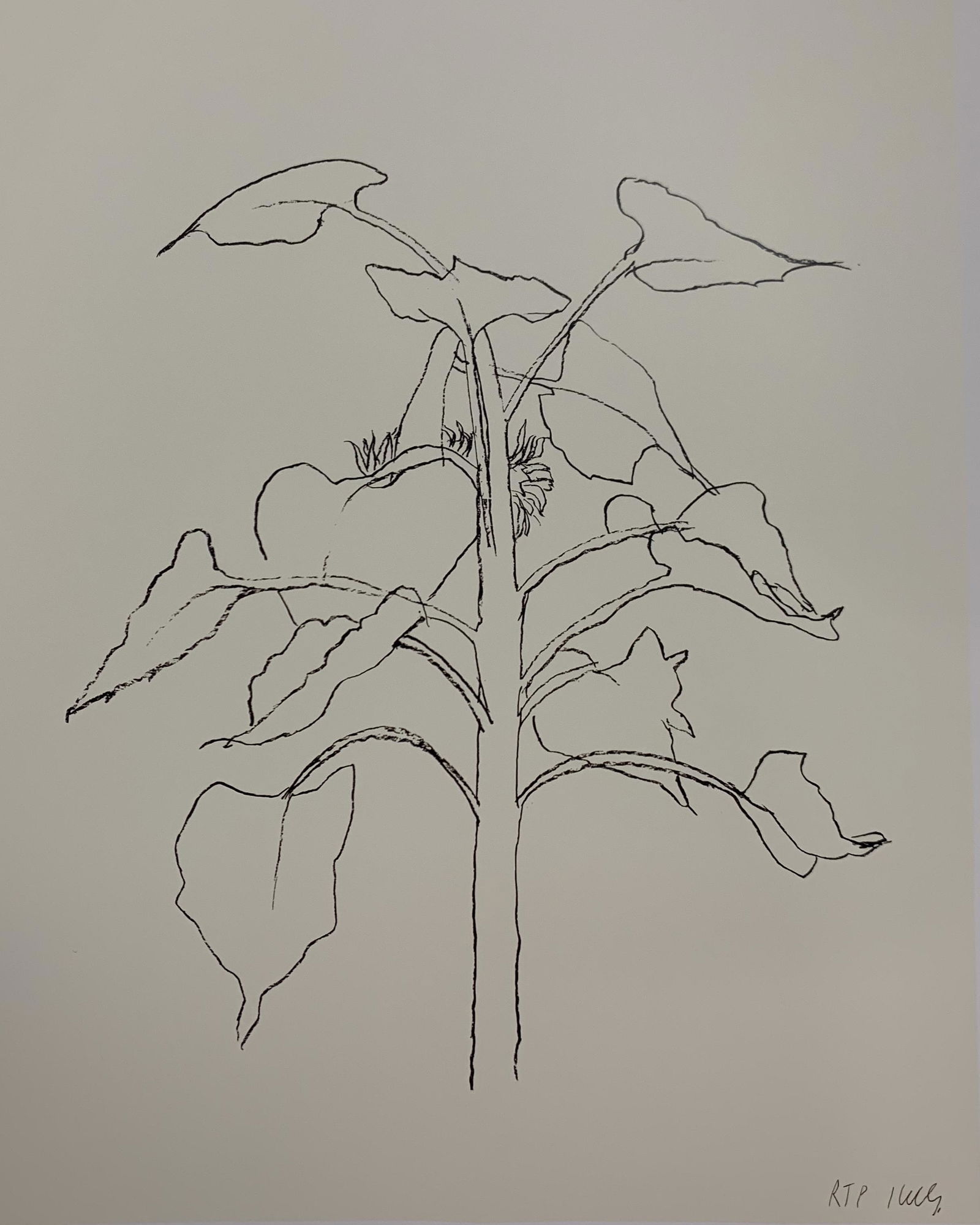 Ellsworth Kelly - Sunflower, Colored Offset-litho (1 of 1)