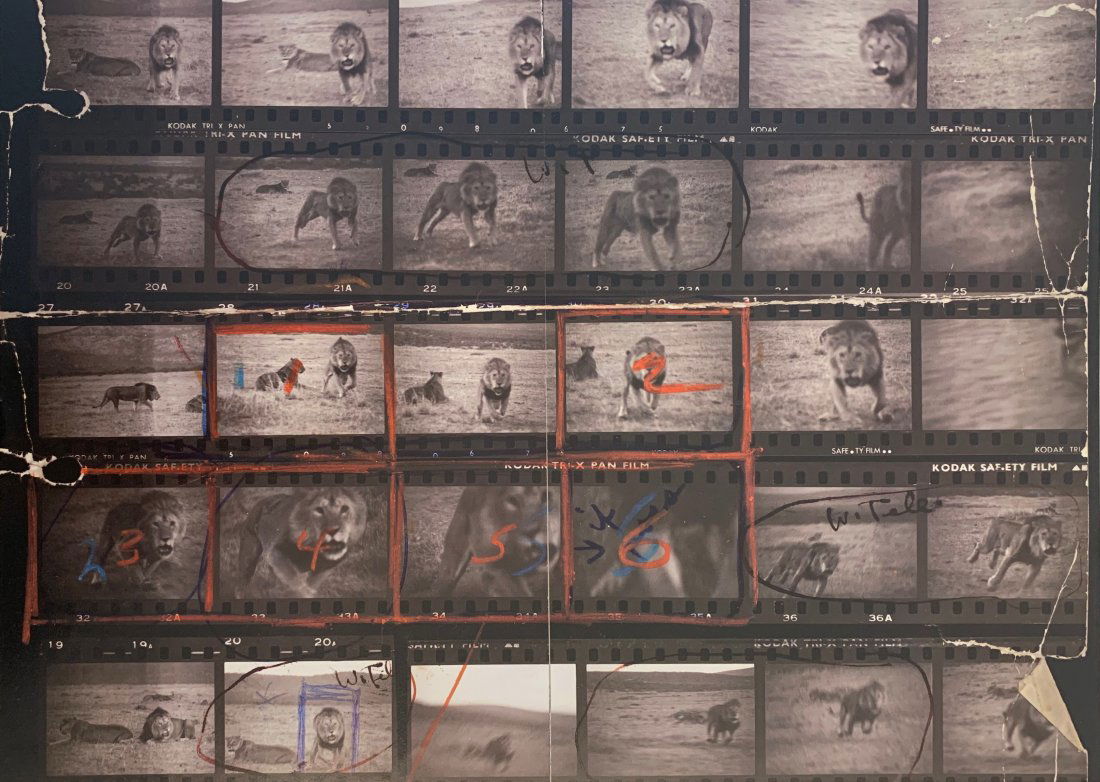 Peter Beard (Lions) Photo-Litho: PETER BEARD (1938-2020) Photo-litho Lions Printed circa late 20th century 14 1/2" x 20"