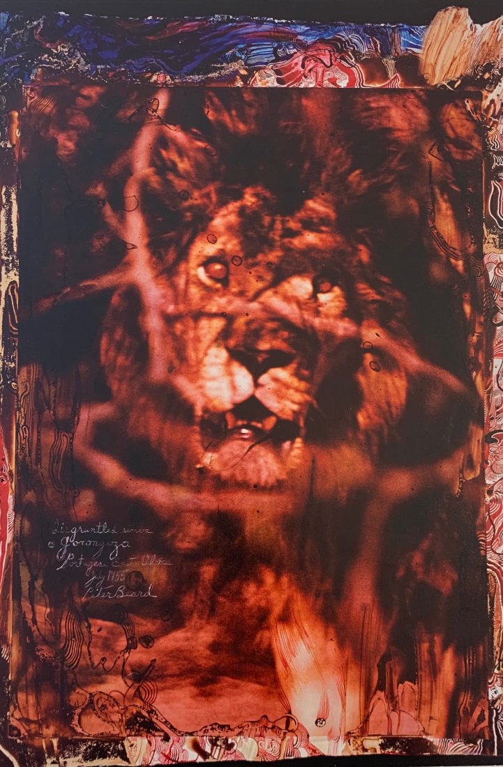 Peter Beard (Lion) Photo-Litho: PETER BEARD (1938-2020) Photo-litho Printed circa late 20th century 14 1/2" x 10"