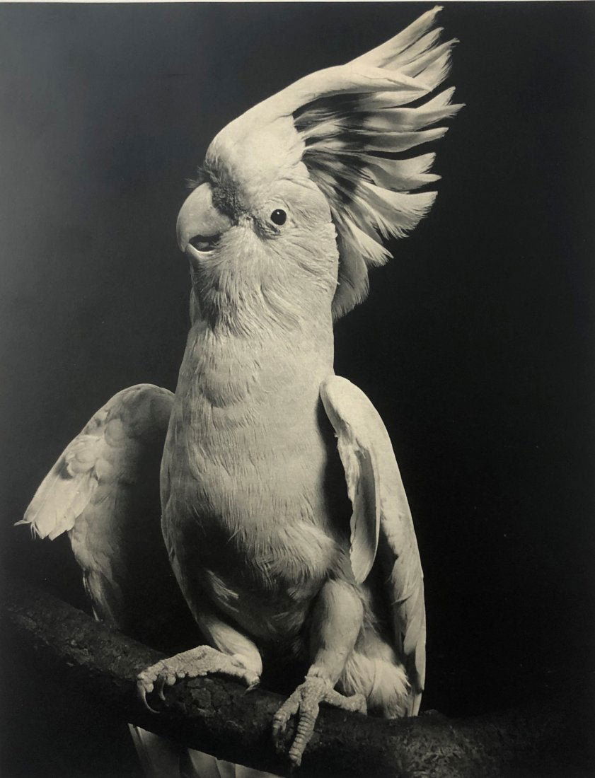 Ylla - Cockatoo, 1950 (1 of 1)