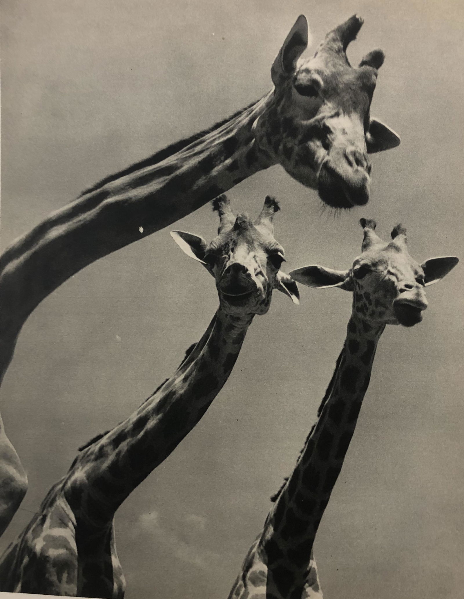 Ylla - Three Giraffes, 1953 (1 of 1)