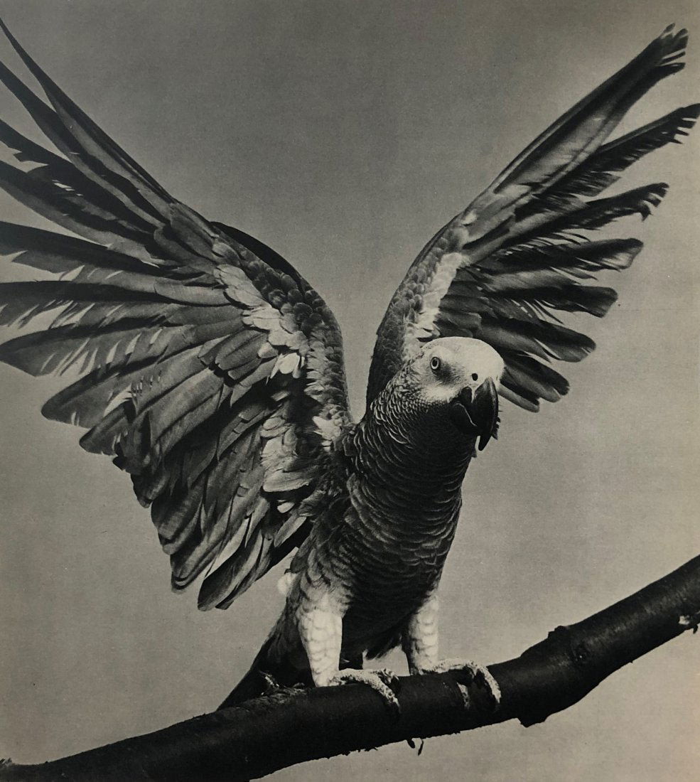 Ylla - Cockatoo, 1950 (1 of 1)