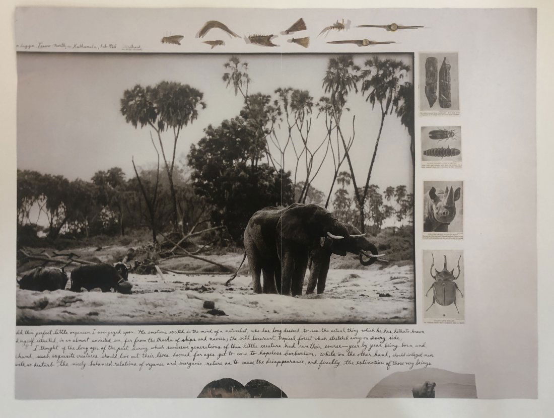 Peter Beard (Untitled) Print: PETER BEARD (1938-2020) Untitled Print Printed circa later 20th c. 8 1/2" x 12 1/2"