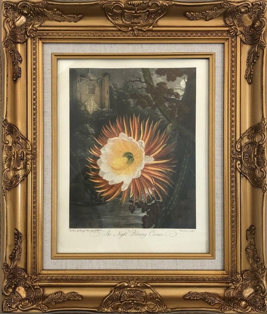 Robert John Thornton - The Night Blowing Cerus, Print: ROBERT JOHN THORNTON (1768-1837) The Night Blowing Cerus Colored print on paper Printed circa late 19th/20th c. 14" x 11" window sight