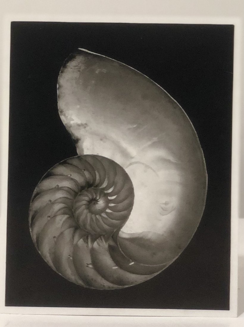 Edward Weston (Nautilus) Print (1 of 1)