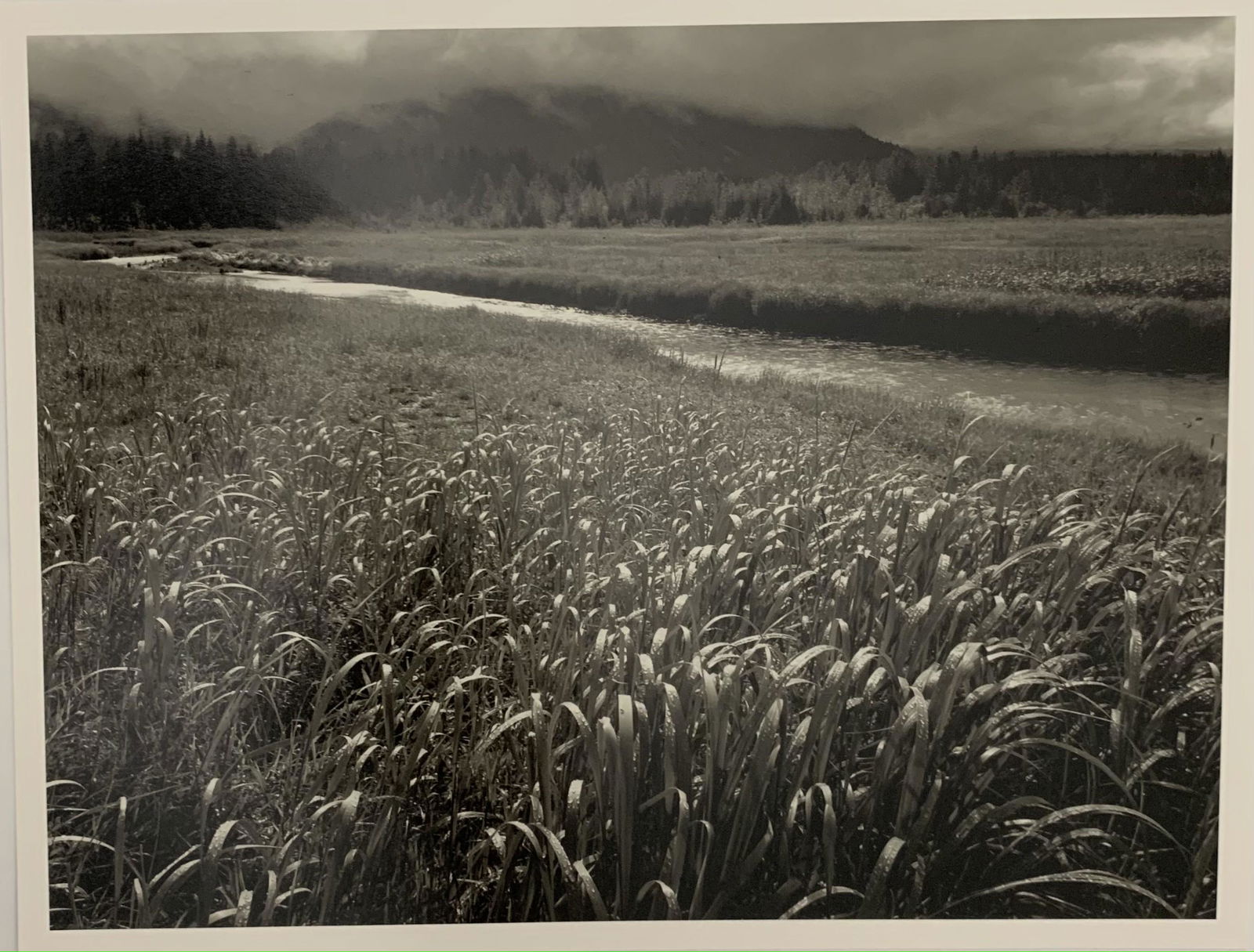 Ansel Adams (Cornfield) Glossy Print (1 of 2)