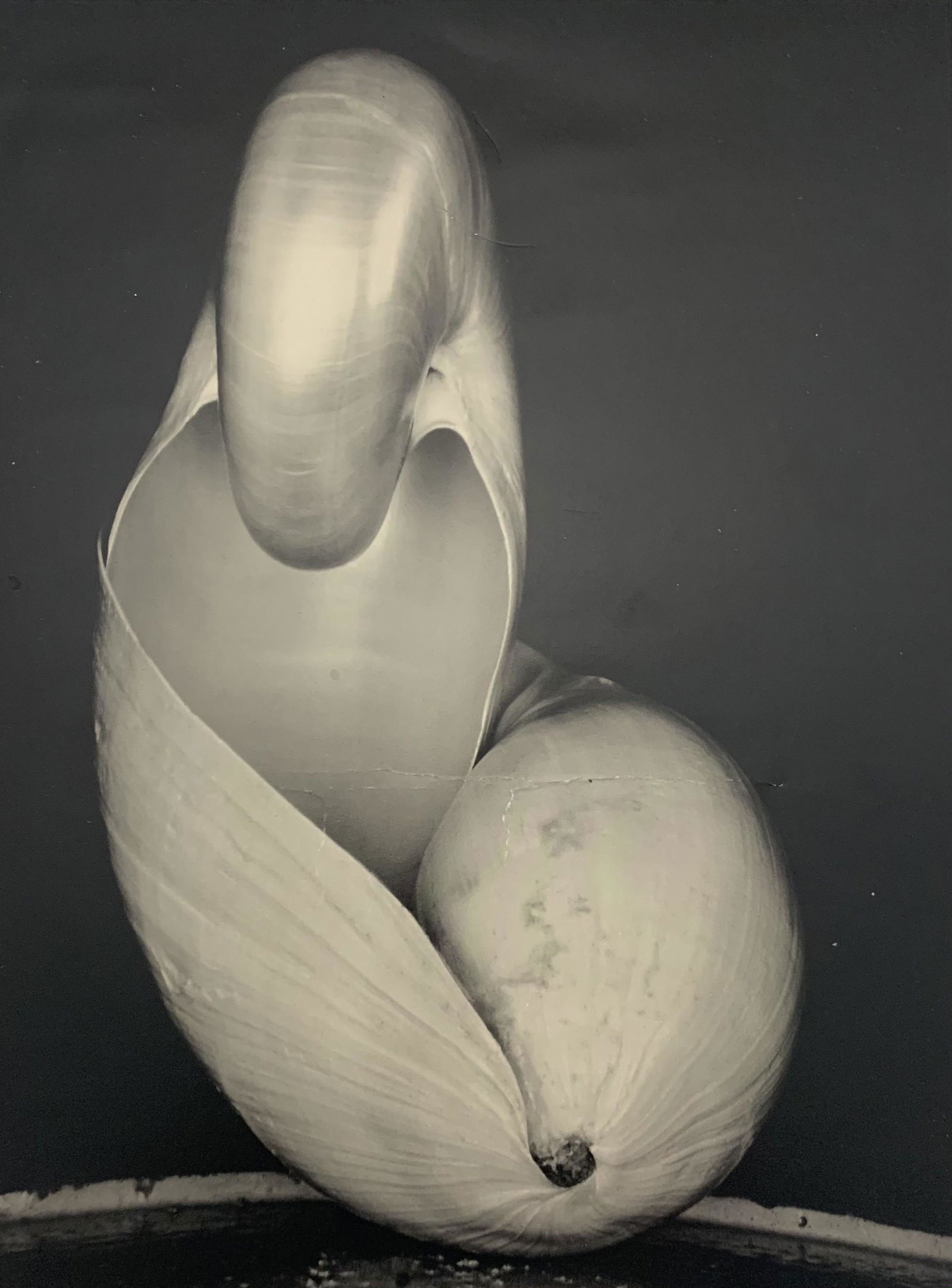 Edward Weston Shells 1927 Print (1 of 2)
