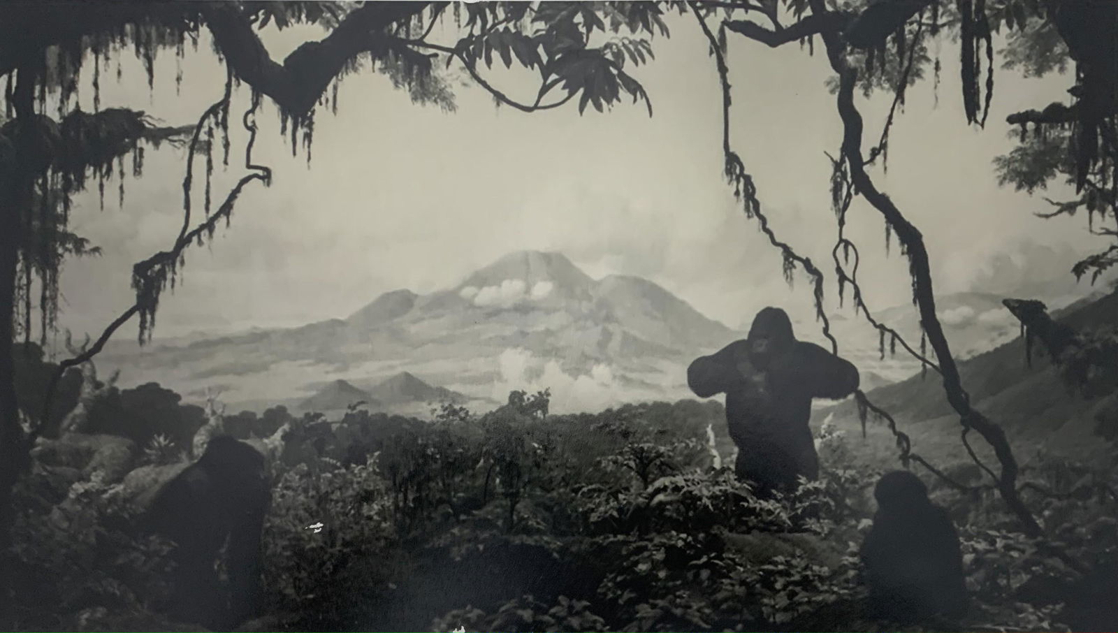 Hiroshi Sugimoto "Gorilla" Glossy Photographic Print (1 of 3)