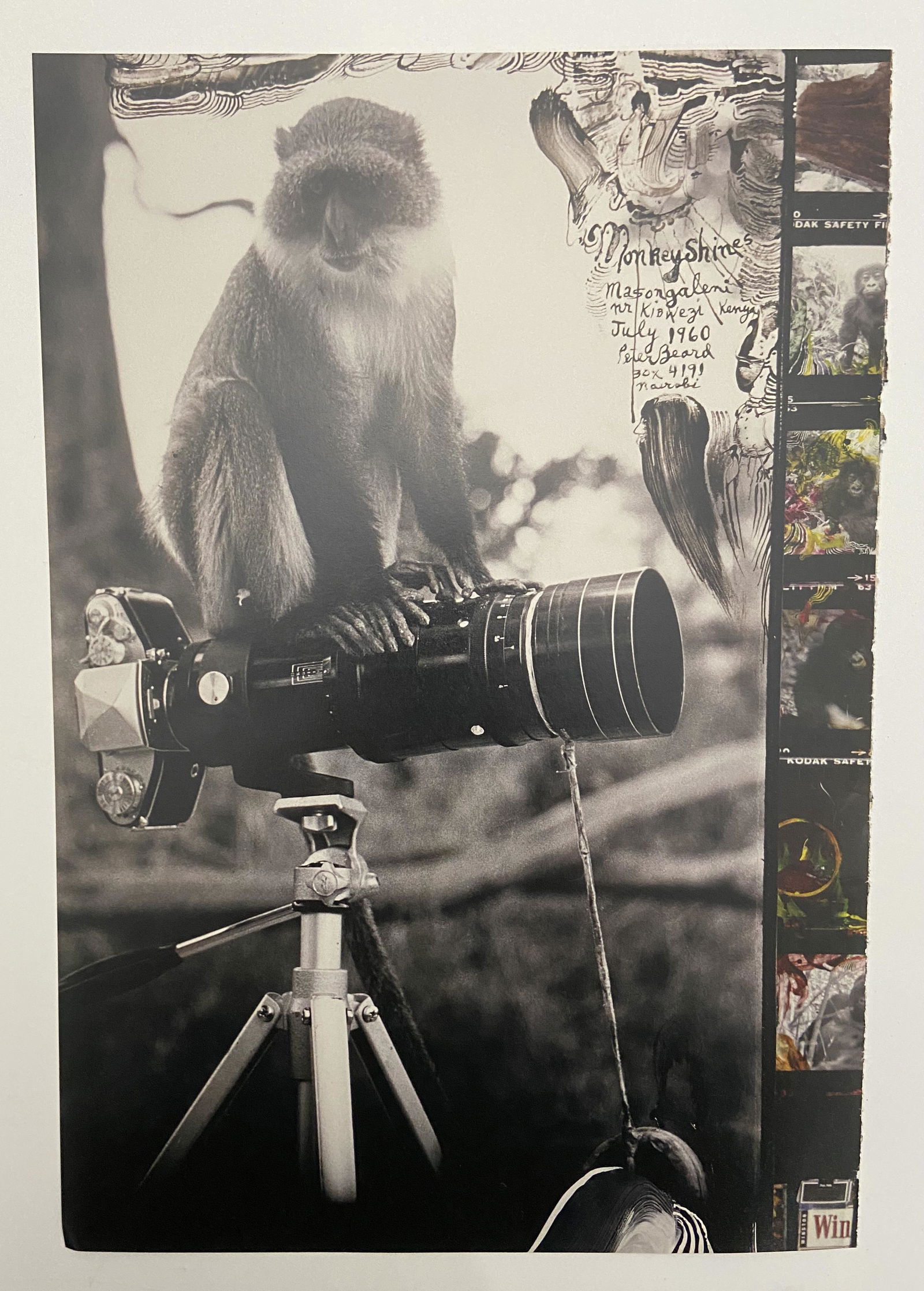 Peter Beard Print: Peter Beard Print Measures 10 x 14.5 inches