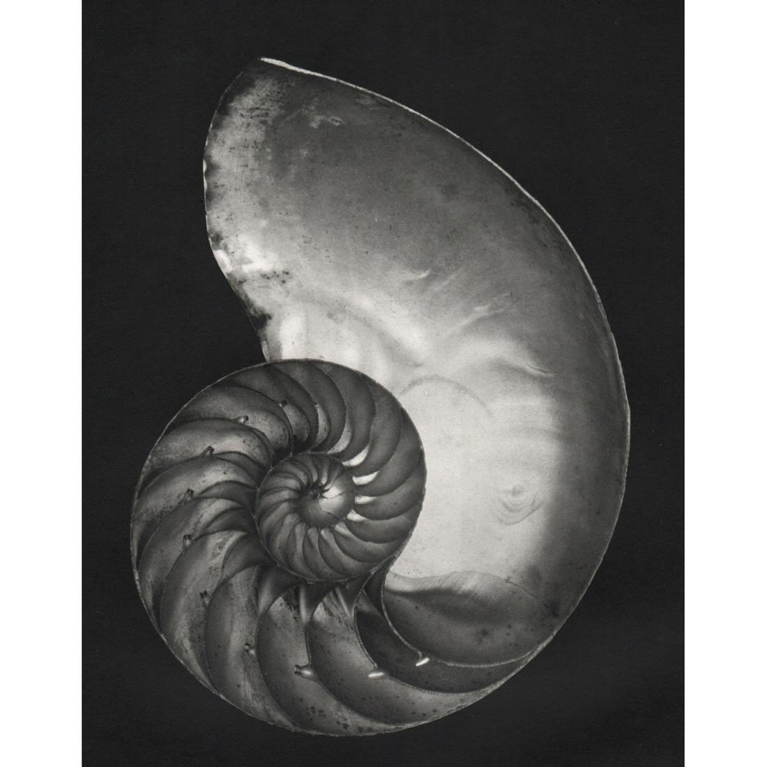 Edward Weston (Nautilus) Photo-Litho: EDWARD WESTON (1886-1958) Nautilus Photo-Litho n paper Printed circa mid 20th c. 10" x 8"
