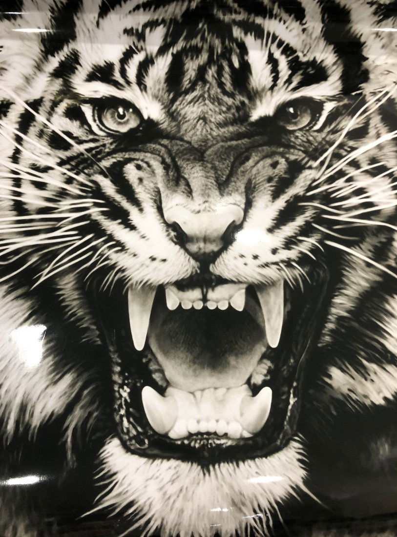 Robert Longo (Untitled, Roaring Tiger) Photograph: ROBERT LONGO (B. 1953) Untitled (Roaring Tiger) Photograph, printed later 30" x 40"