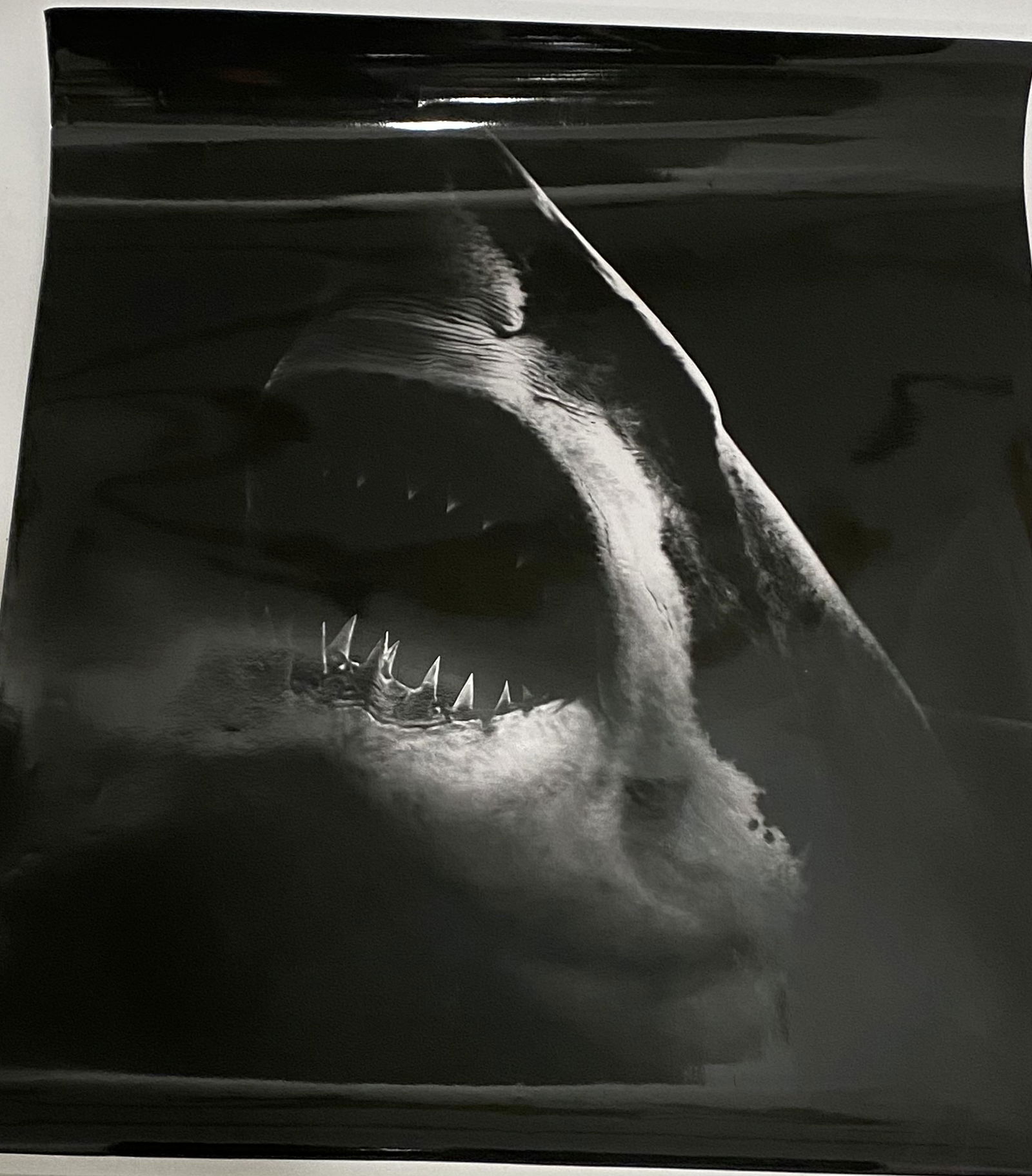 Robert Longo (Bruce) Photograph: ROBERT LONGO (B. 1953) Bruce Photograph, printed later 30" x 40"