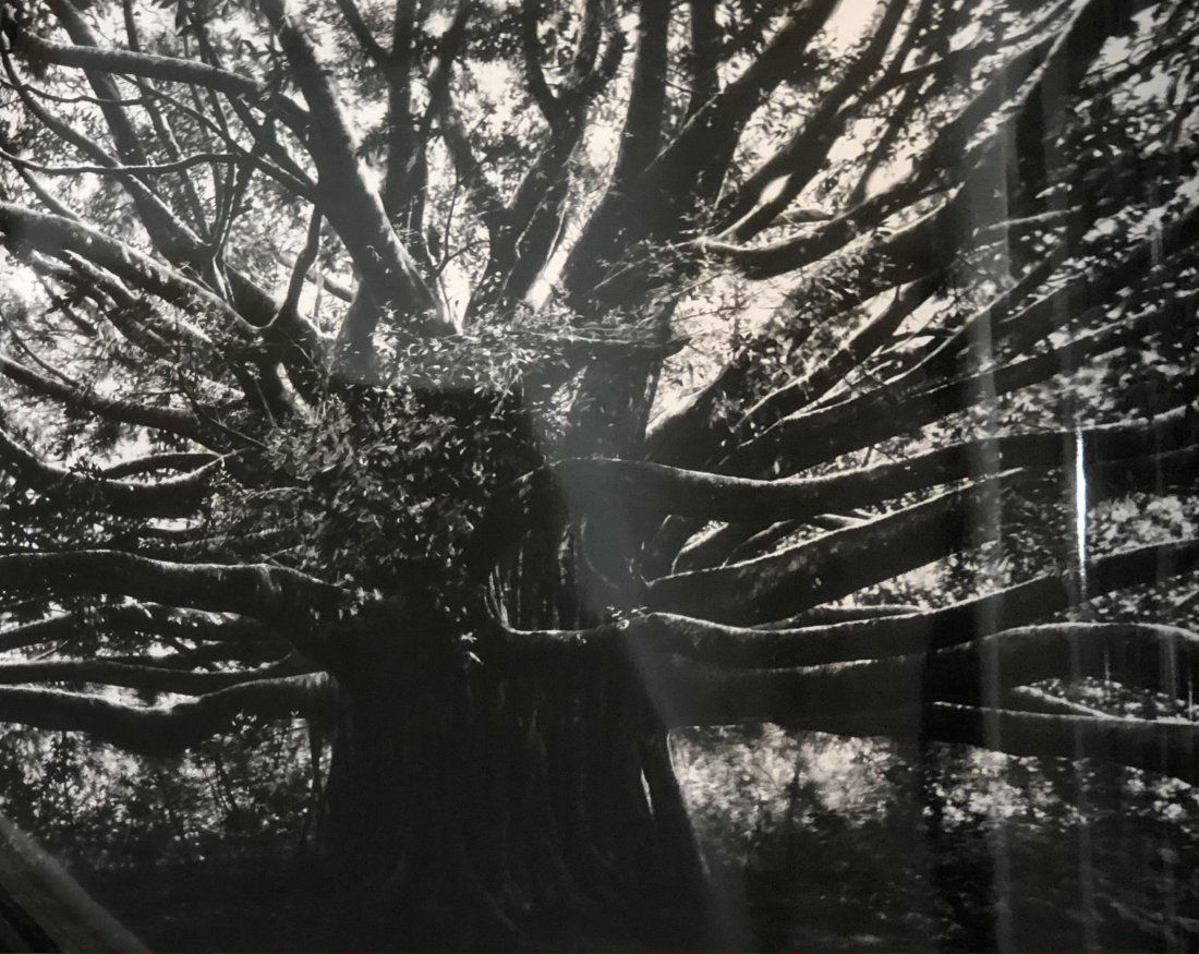 Robert Longo (Trees) Photograph: ROBERT LONGO (B. 1953) Trees Photograph, printed later 30" x 40"
