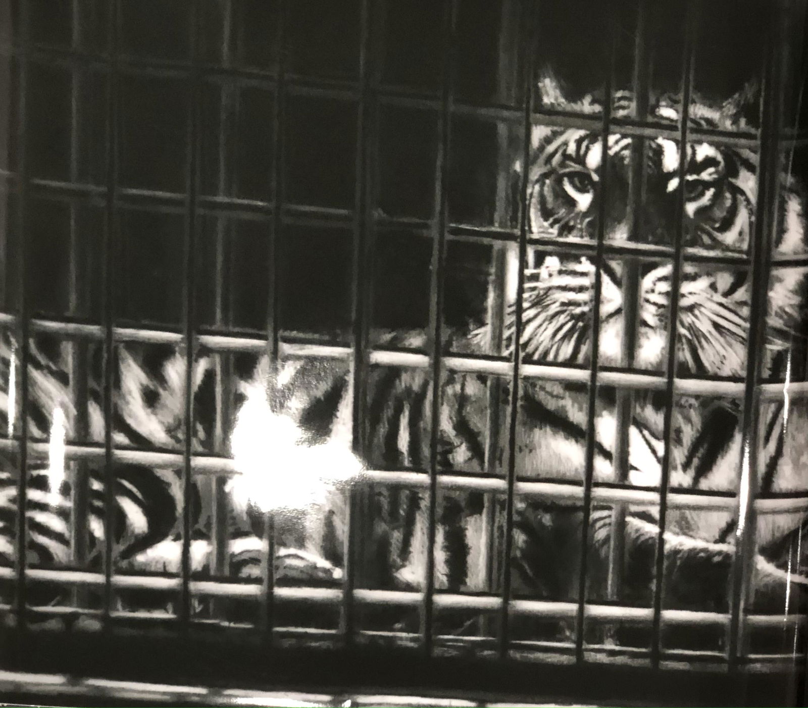 Robert Longo (Untitled, Roaring Tiger) Photograph: ROBERT LONGO (B. 1953) Untitled (Roaring Tiger) Photograph, printed later 30" x 40"