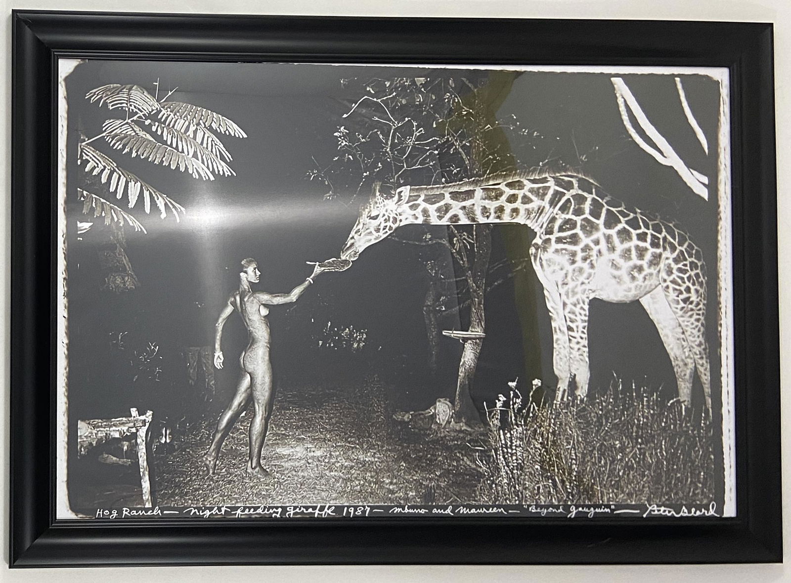 Peter Beard - Glossy - Photographic Print: PETER BEARD (1938-2020) Glossy Photographic Print Woman feeding Giraffe 23.5 x 36 inches Framed