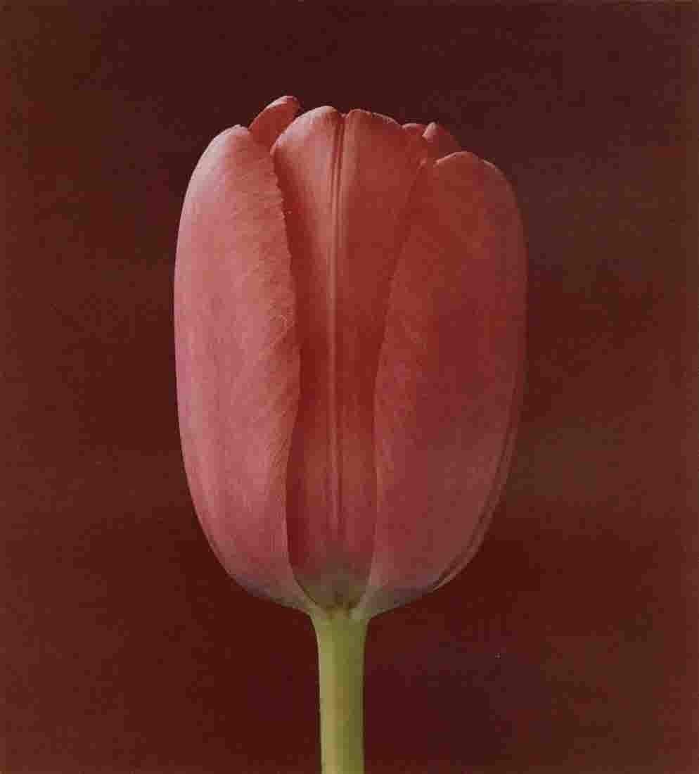 ROBERT MAPPLETHORPE - Tulip, 1988 (1 of 1)