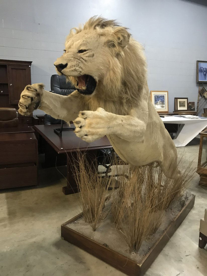 Full Body Mount of Lion in Attack Pose - Taxidermy: Full Body Mount of Lion in Attack Pose - Taxidermy. All of the taxidermy mounts we offer for sale have been obtained legally and ethically. THEY ARE BEING SOLD TO SETTLE AN ESTATE. YOU MUST BE A CURRE