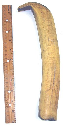 Indian Artifact-Old Elk Horn Hide Scraping Tool: Old Native American hand tool showing age patina and expected wear where it would have been gripped during use. 11.5" in length.