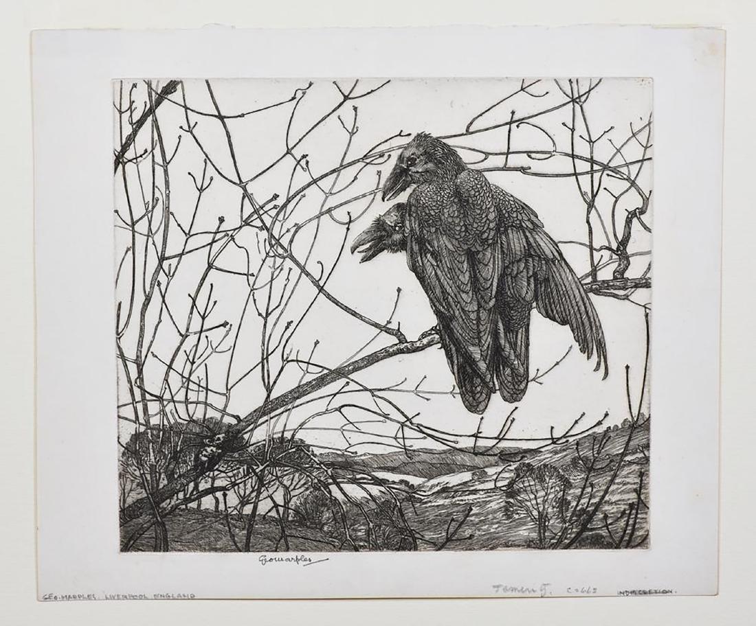 George Marples CORVI SU UN RAMO Acquaforte. mm 155x175.: George Marples CORVI SU UN RAMO Acquaforte. mm 155x175. Foglio: mm 190x225. Firmata a matita. Bellissima impressione. Grandi margini. Ottima conservazione