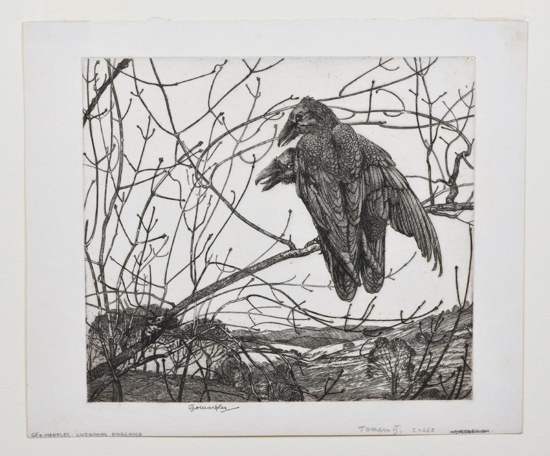 George Marples CORVI SU UN RAMO Acquaforte. mm 155x175.: George Marples CORVI SU UN RAMO Acquaforte. mm 155x175. Foglio: mm 190x225. Firmata a matita. Bellissima impressione. Grandi margini. Ottima conservazione