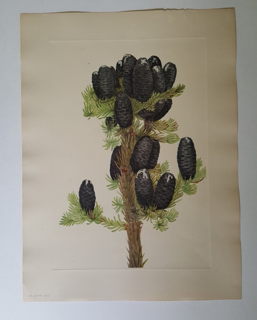 Lot of 16 Mary Vaux Walcott Wildflower Prints (1 of 13)