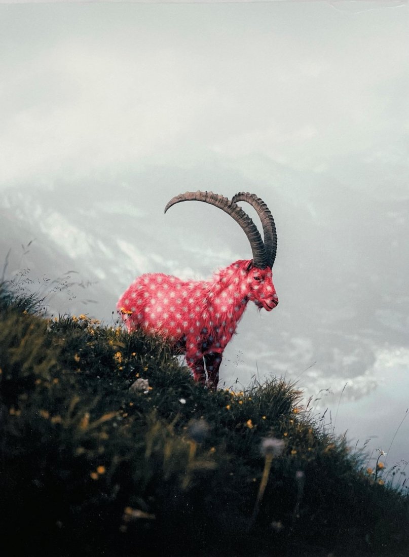 SMALL FRY 'I am the G.O.A.T.' Giclée Print (1 of 6)