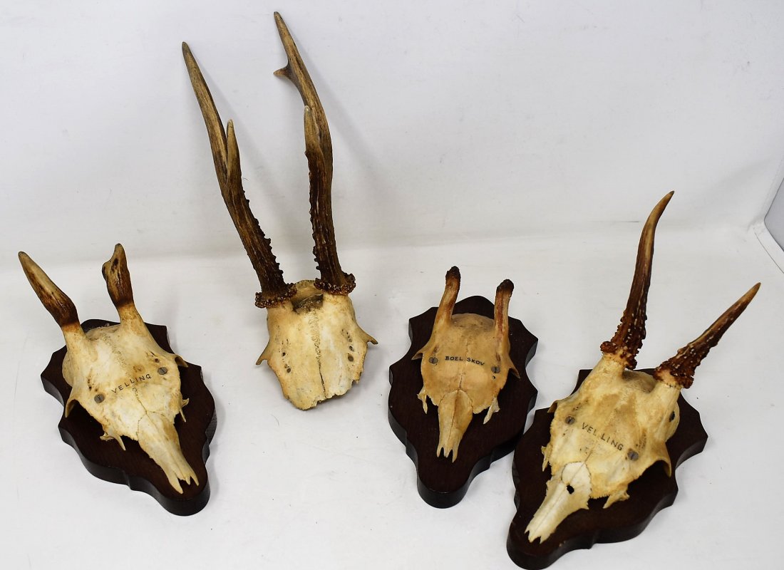 Group of 4 Taxidermy Mounts Skulls (1 of 3)
