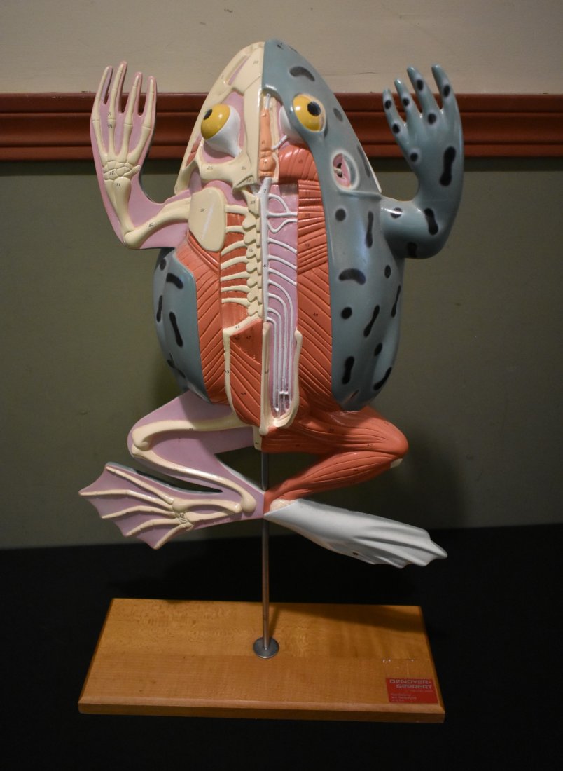 Vintage Denoyer Geppert Anatomy of a Bull Frog Model (1 of 6)
