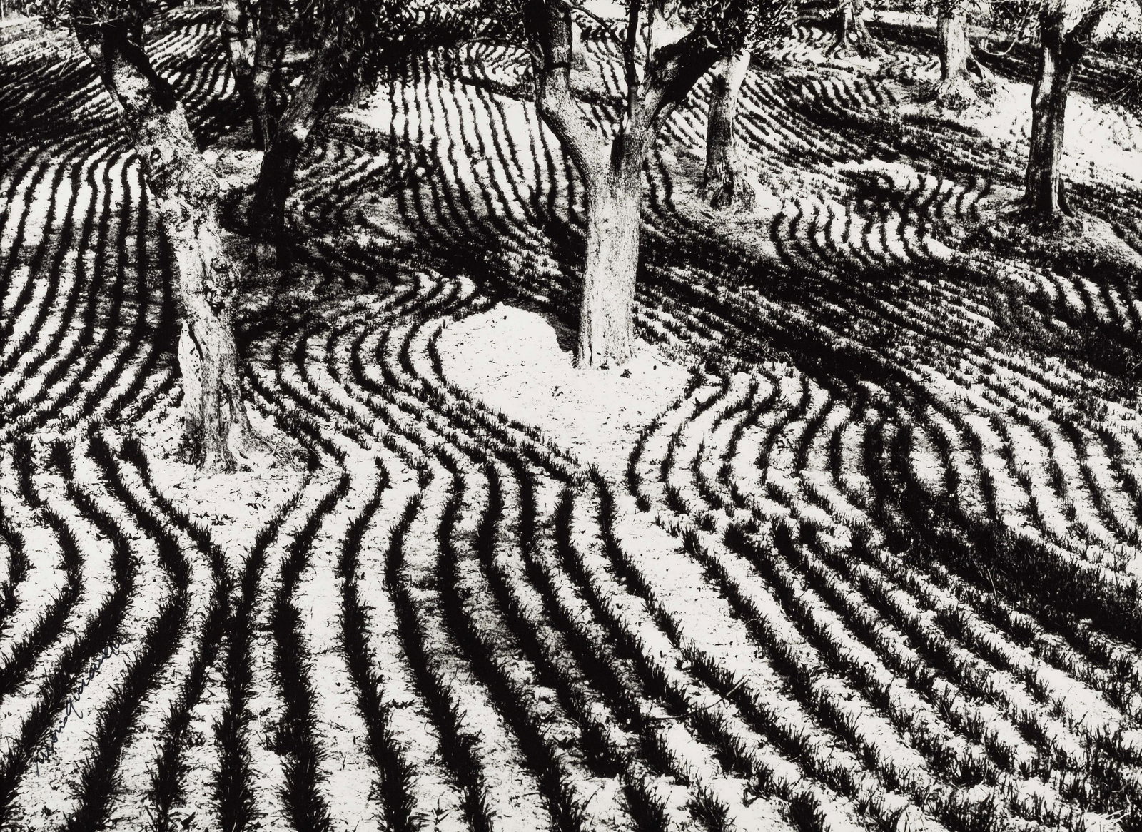 MARIO GIACOMELLI (1925–2000): MARIO GIACOMELLI (1925–2000)‘Presa di coscienza sulla natura’ (On being aware of nature), 1960Gelatin silver print, printed in the 1980s 30,4 x 40,3 cm Signed and annotated by the ph