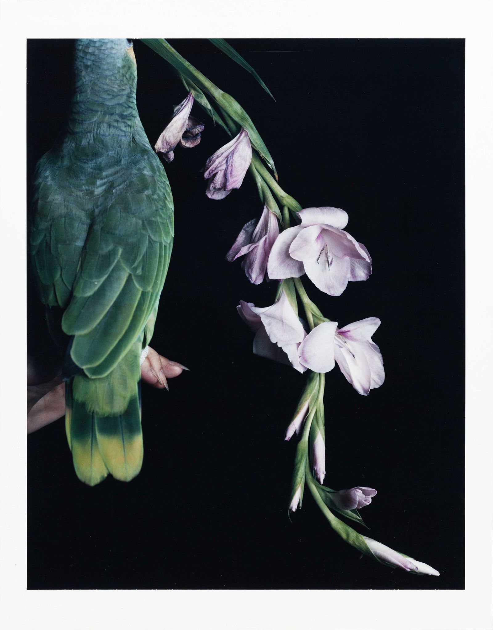 SANDI FELLMAN (*1952): SANDI FELLMAN (*1952) | Untitled, 1981 Image Size: 24 x 19 cm English Unique Polaroid T809, 8x10 inch, 27.4 x 21.4 cm, in excellent condition. Signed and dated in the lower margin, former Polaroid Col