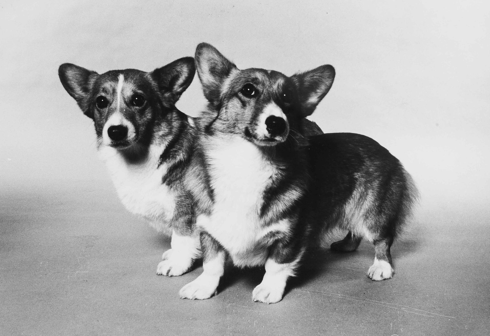 WERNER BOKELBERG (1937–2024) | Dog Fair Germany, Welsh Corgi, 1969: Vintage print, 20 x 29 cm, stamped