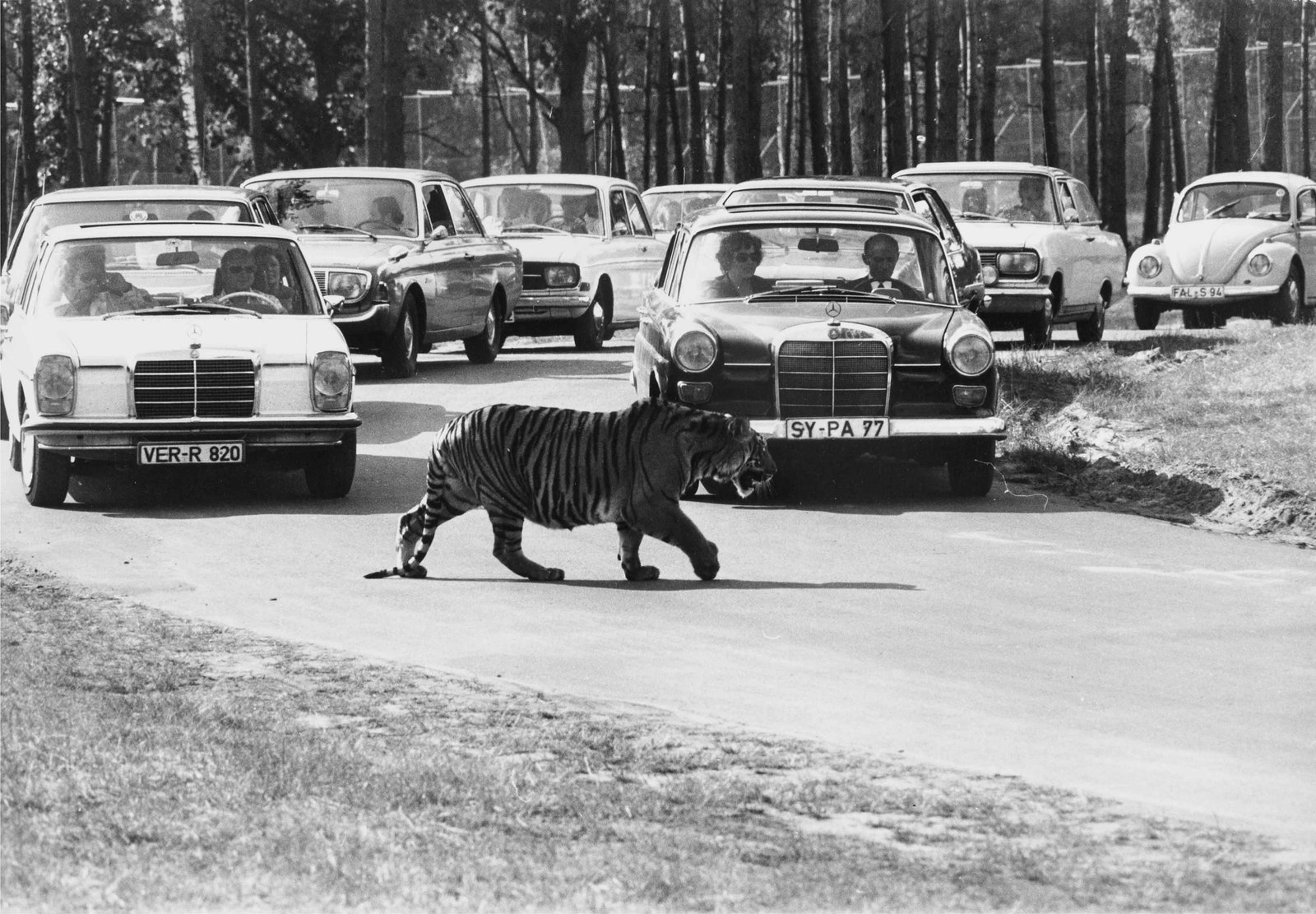 PETER THOMANN (*1940) | Safari Park Serengeti, Lüneburg Heath, ca. 1973: Vintage print, 21 x 30 cm, stamped