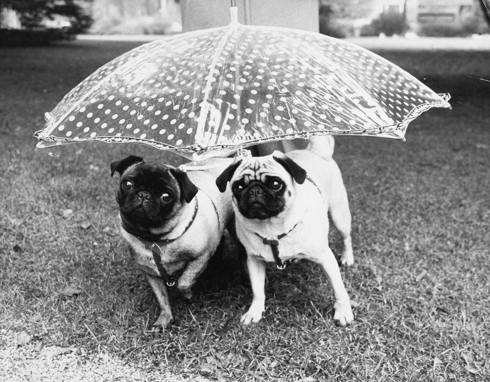 MICHAEL FRIEDEL (*1935) | German Everyday Life, Dogs, ca. 1975: Vintage print, 24 x 30 cm, stamped