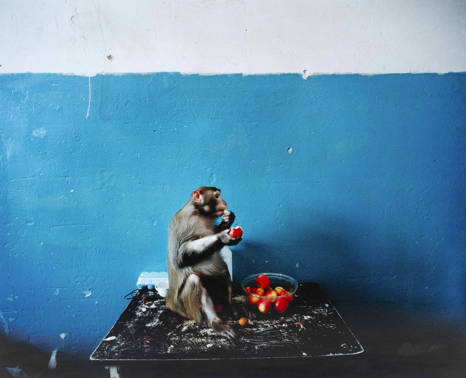 REINER RIEDLER (*1968) : REINER RIEDLER (*1968) | Professor eating apples', from the series 'Russian Circus', Minsk, Belarus 2004 Image size: c. 100 x 120 cm English Chromogenic print on glossy paper, flush-mounted, in excell