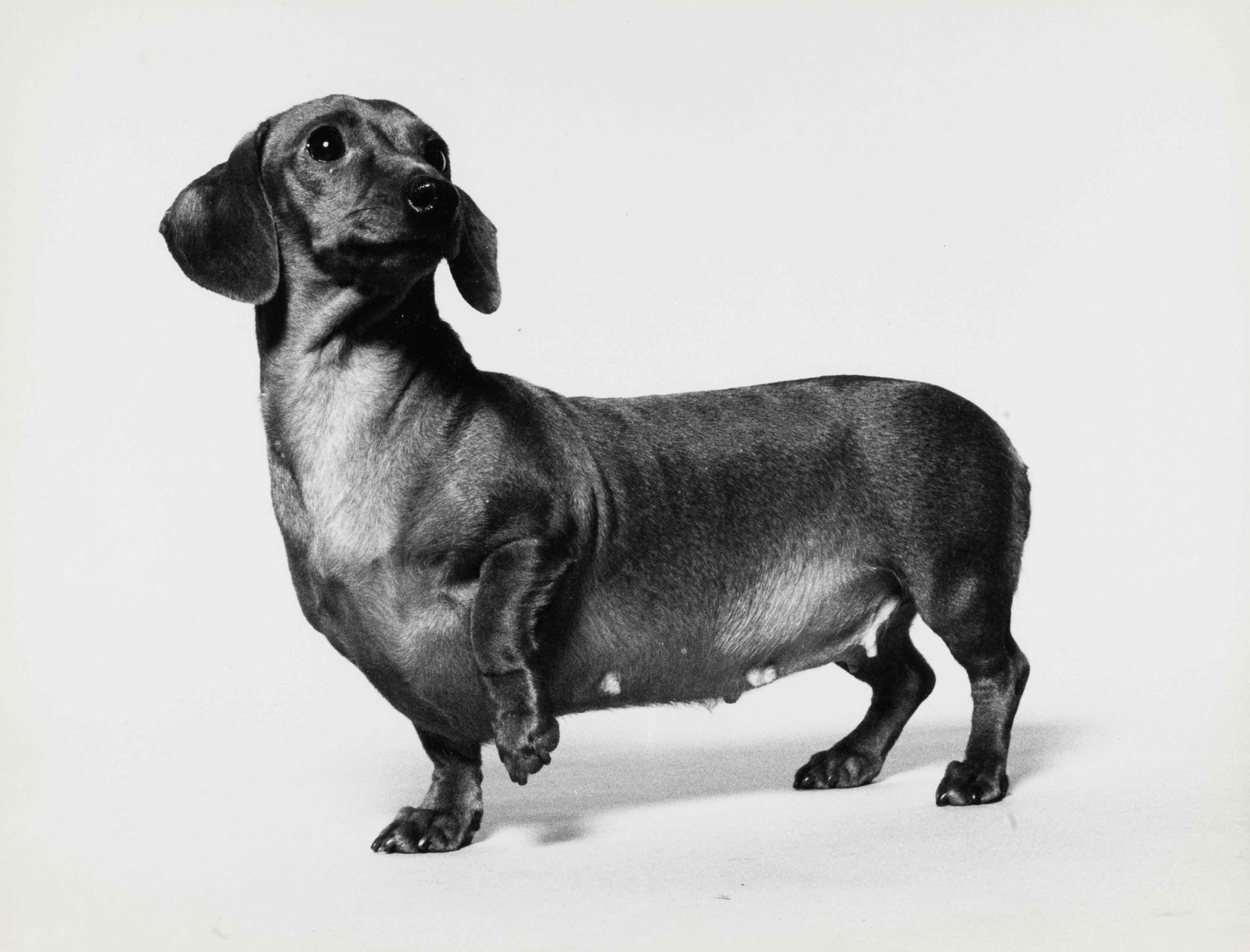 WERNER BOKELBERG | Dog Fair Germany, Dachshund, 1969 (1 of 1)