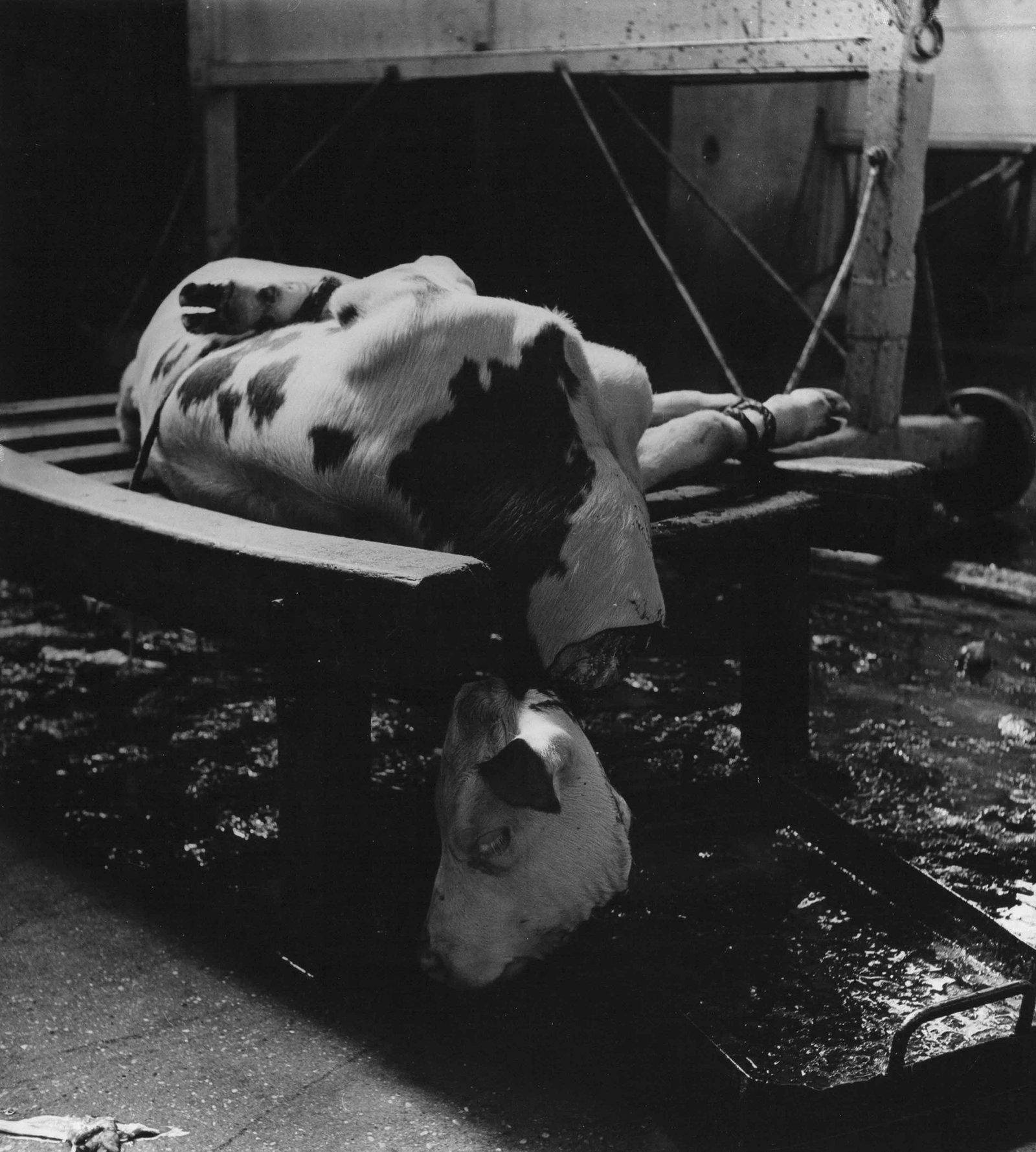 MADAME D'ORA (1881–1963): MADAME D'ORA (1881–1963) | Slaughtered cow in an abattoir, Paris c. 1954 Image Size: 24.6 x 22.9 cm English Vintage gelatin silver print on single-weight, glossy paper 30.5 x 24 cm, in very