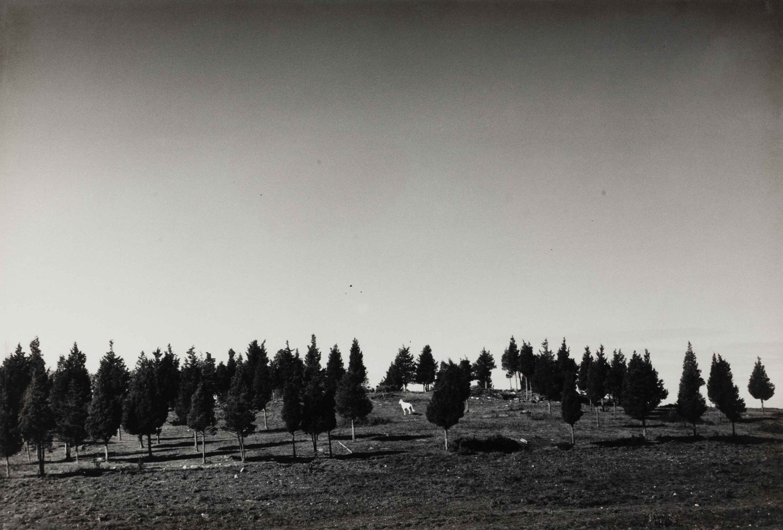 ANDRÉ KERTÉSZ (1894–1985): ANDRÉ KERTÉSZ (1894–1985) | 'The white horse', Poland, October 1959 Image Size: 24 x 34.8 cm English Vintage gelatin silver print 28 x 35.3 cm, with the original window mat, in very