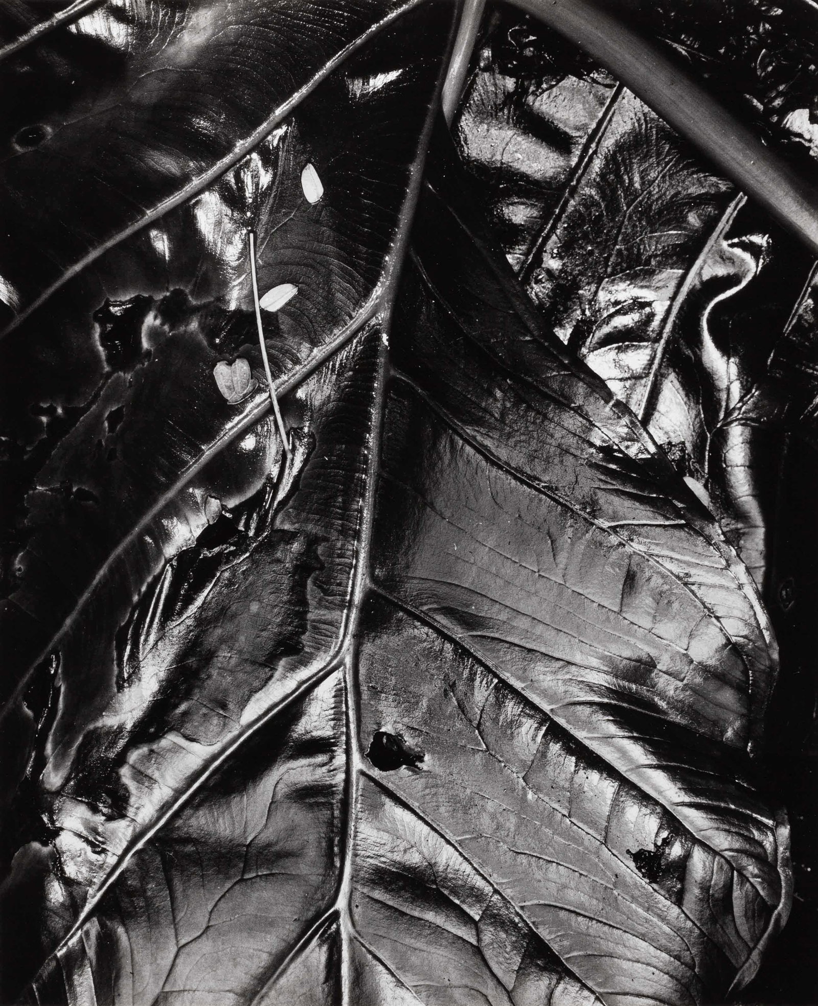 BRETT WESTON (1911–1993) (1 of 3)