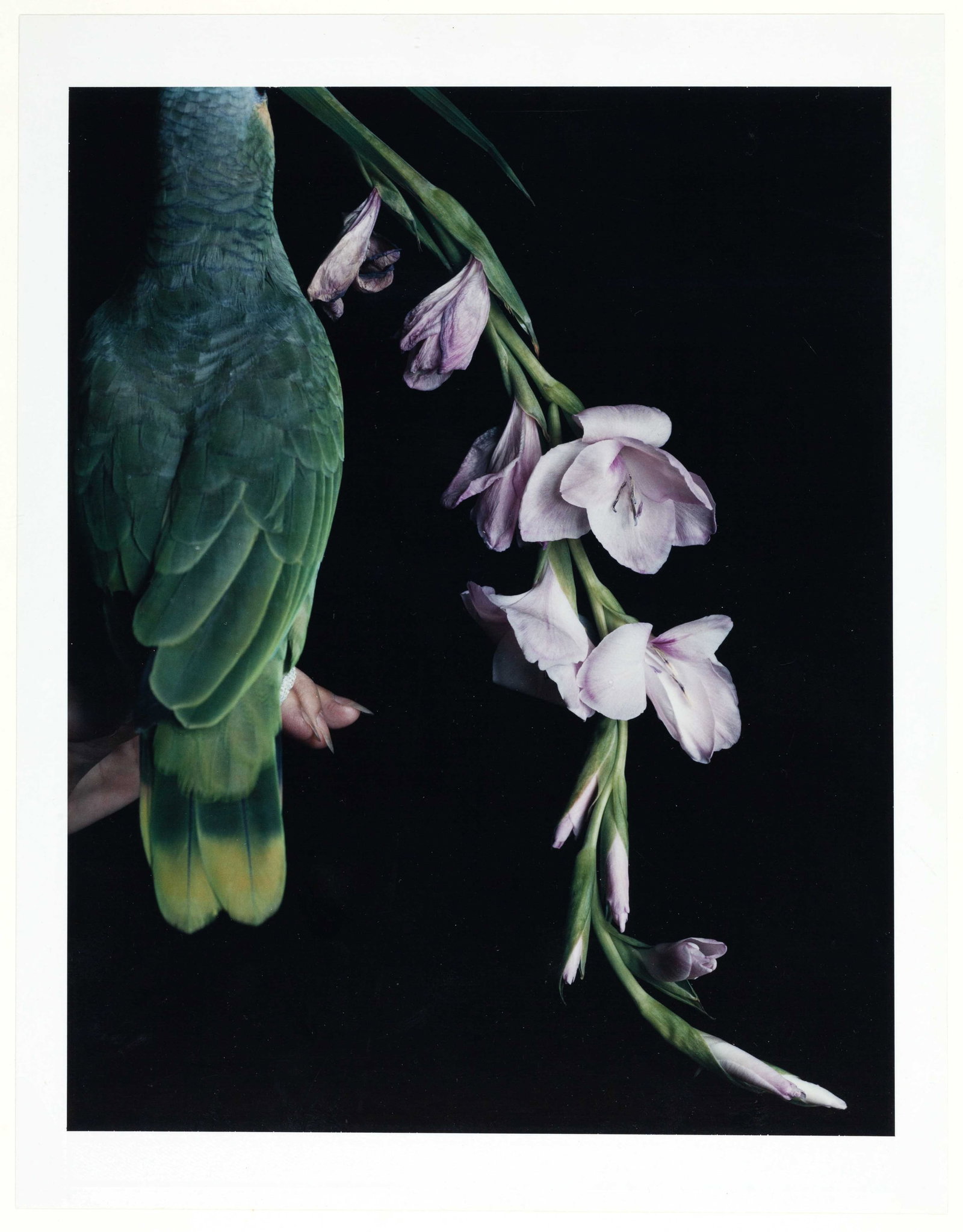SANDI FELLMAN (*1952) (1 of 2)