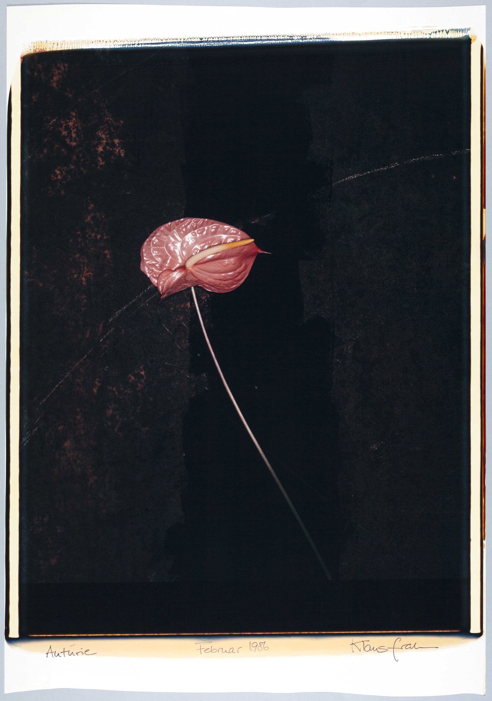 KLAUS FRAHM (*1953): KLAUS FRAHM (*1953) | Anthurie, February 1986 Image Size: c. 61 x 52 cm English Unique Polaroid Polacolor 20x24 inch, c. 80 x 56 cm, in excellent condition. Signed, titled and dated in black ink in th