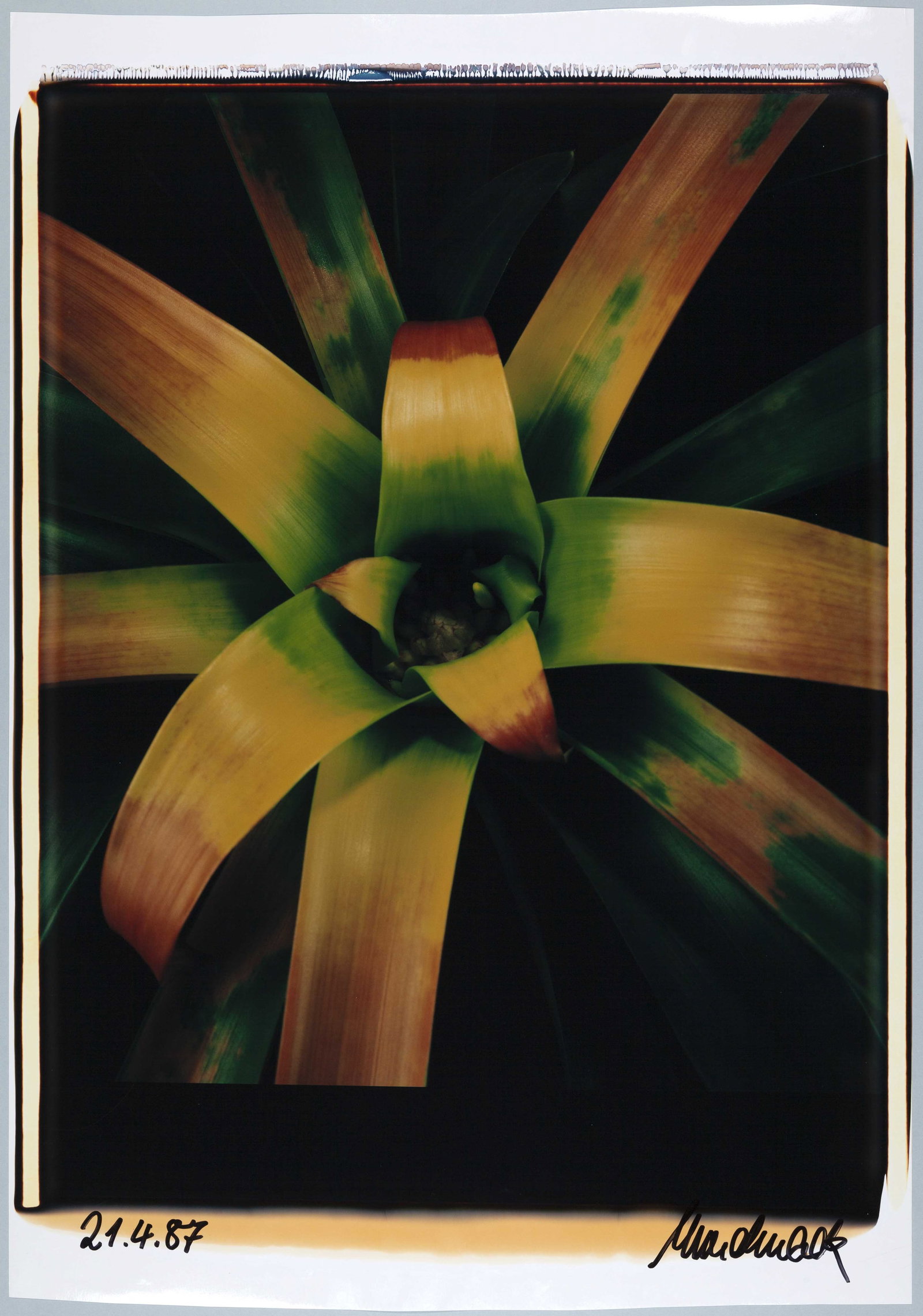 ULRICH MACK (1934–2024): ULRICH MACK (1934–2024) | Bromeliad, April 21, 1987 Image Size: c. 61.5 x 52 cm English Unique Polaroid Polacolor 20x24 inch, c. 80 x 56 cm, in excellent condition. Signed and dated in ink in th