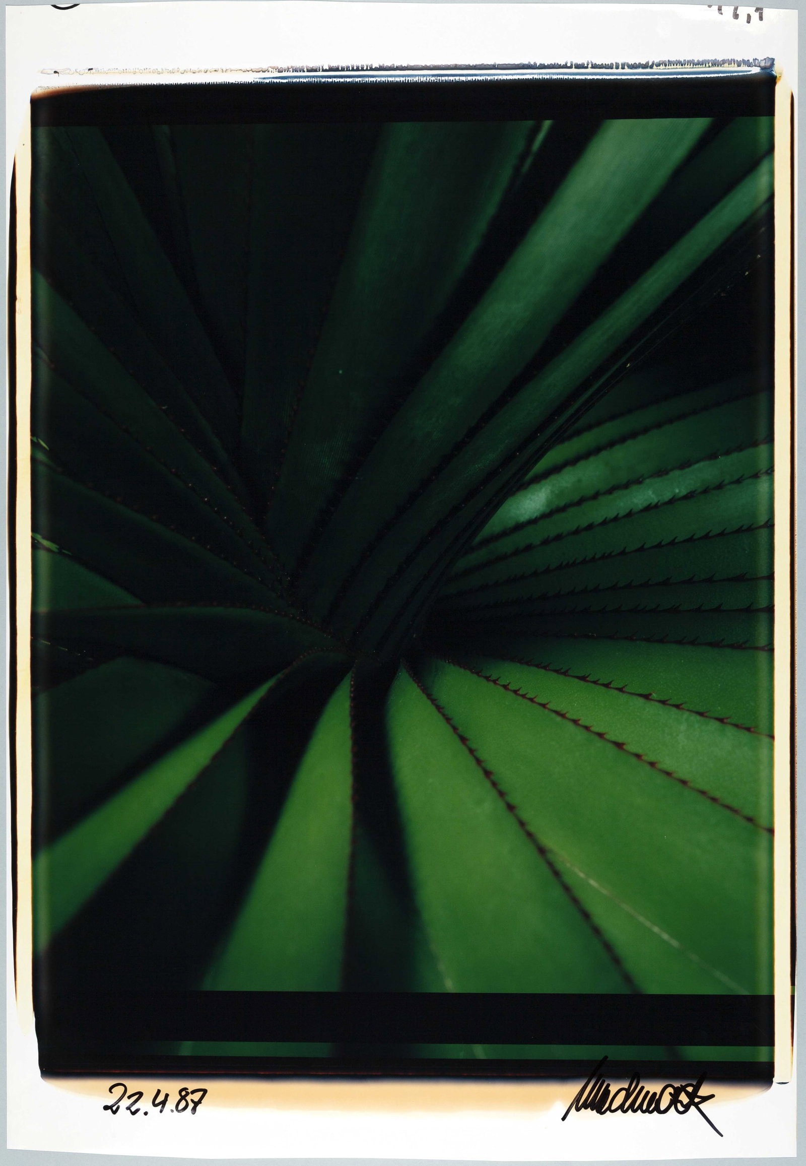 ULRICH MACK (1934–2024): ULRICH MACK (1934–2024) | Agave, April 22, 1987 Image Size: c. 61.5 x 52 cm English Unique Polaroid Polacolor 20x24 inch, c. 81 x 56 cm, in excellent condition. Signed and dated in ink in the lo