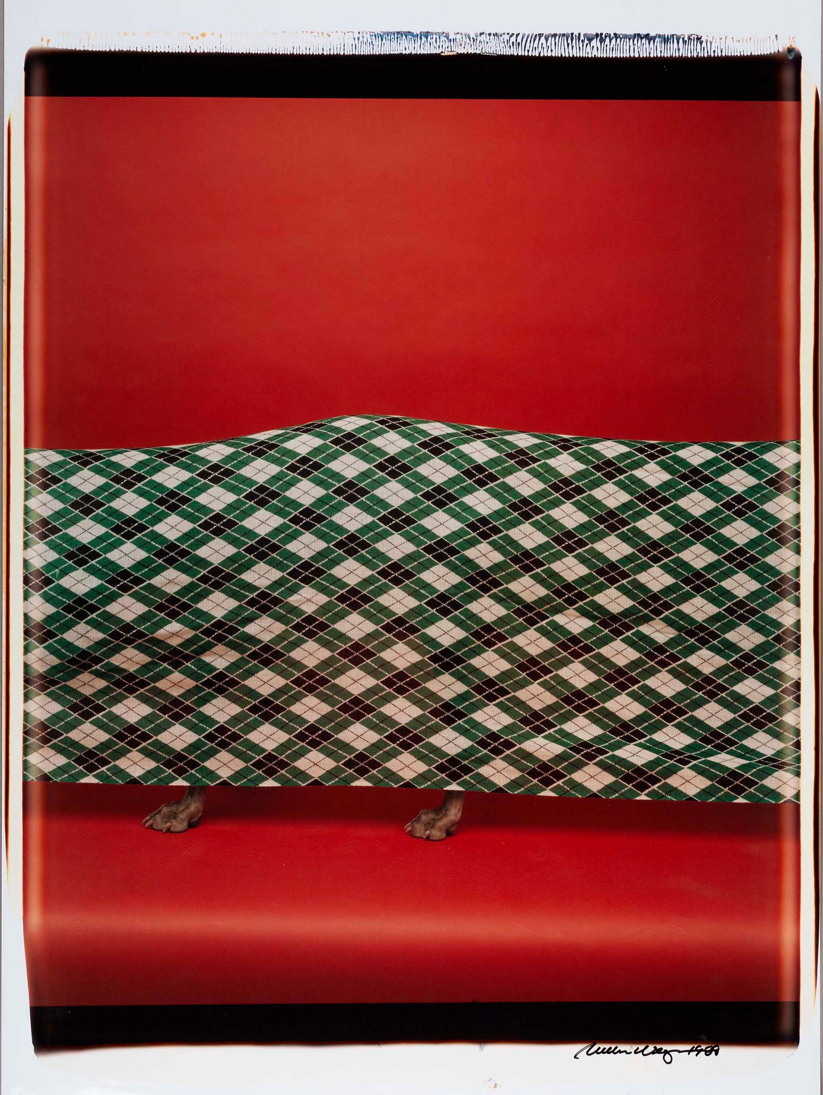 WILLIAM WEGMAN (*1943) (1 of 1)