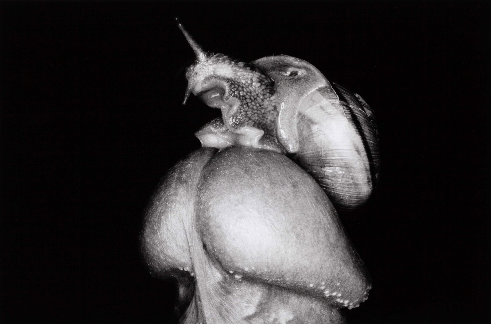 NOBUYOSHI ARAKI (*1940) (1 of 3)
