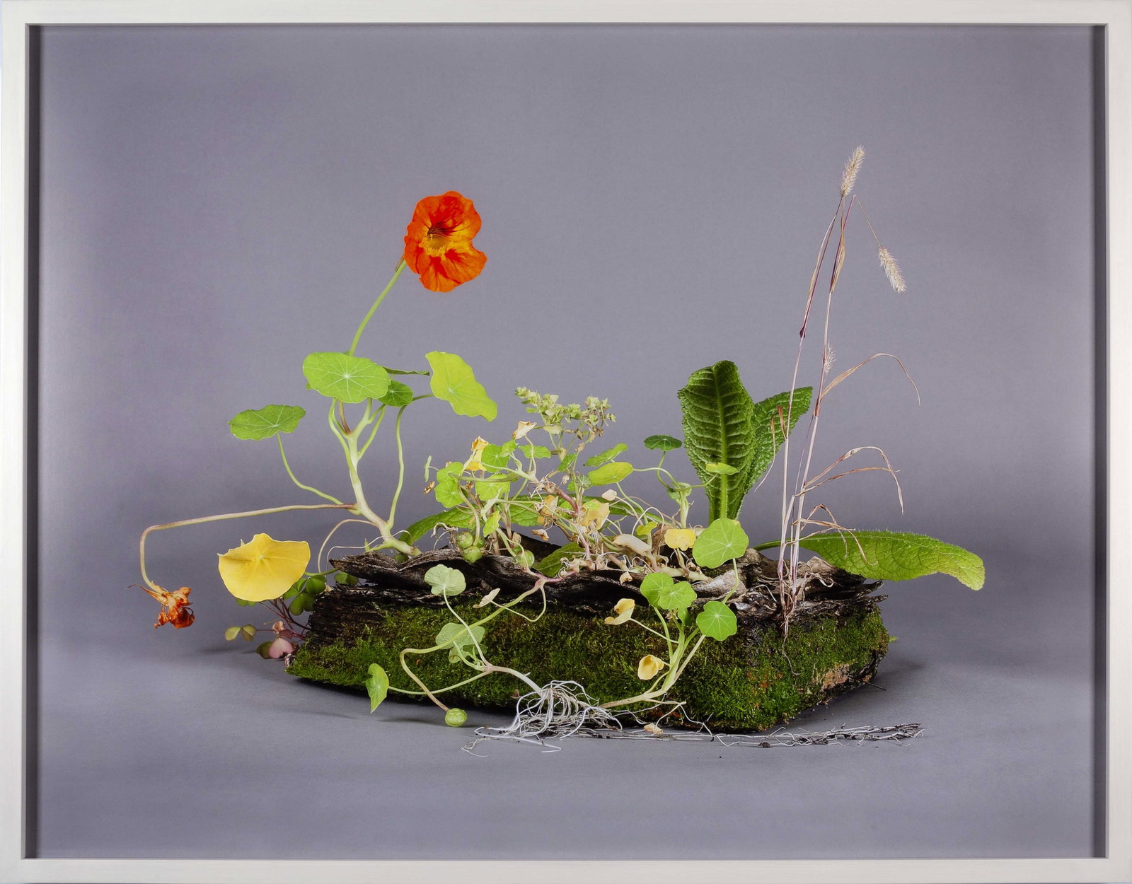 SOPHIE TILLER (*1978): SOPHIE TILLER (*1978) | #4 from the series 'The Parasite', planted and photographed 2011 Image Size: c. 69 x 89 cm English Archival pigment print on fine art paper, flush-mounted on aluminium, in